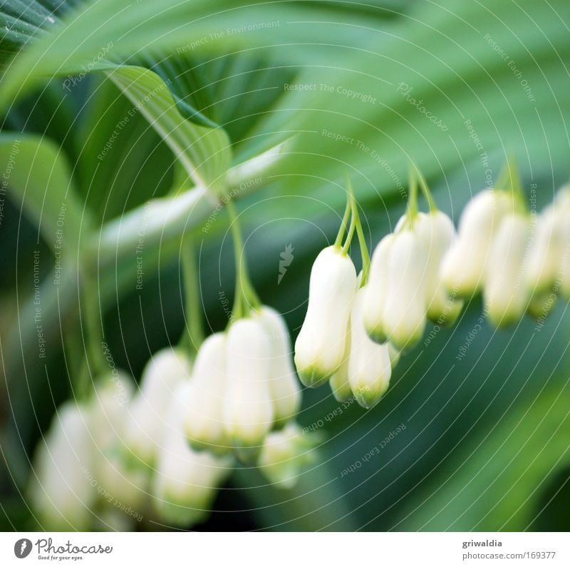 Maienglöckchen Farbfoto mehrfarbig Außenaufnahme Nahaufnahme Detailaufnahme Menschenleer Tag Unschärfe Schwache Tiefenschärfe Natur Pflanze Frühling Blume Blüte