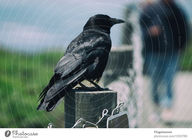 Tiere in Amerika [3] Rabenvögel Krähe Vogel USA Nationalpark fliegen Freiheit schwarz steinig Felsen warten sitzen Schnabel Feder Flügel Blick Einsamkeit