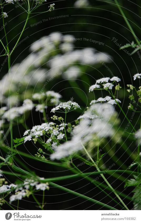 filigranes Pflanzenwerk II Farbfoto Außenaufnahme Nahaufnahme Schwache Tiefenschärfe Natur Frühling Sommer Blume Blüte Wildpflanze Park Wiese Feld dunkel hell