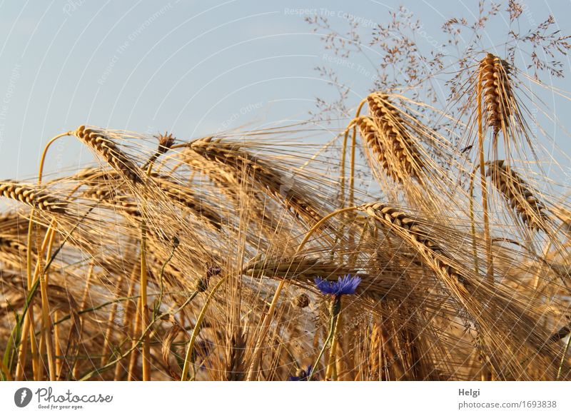 ...im Kornfeld Umwelt Natur Landschaft Pflanze Wolkenloser Himmel Sommer Schönes Wetter Blume Gras Blüte Nutzpflanze Gerste Kornblume Ähren Feld Blühend stehen