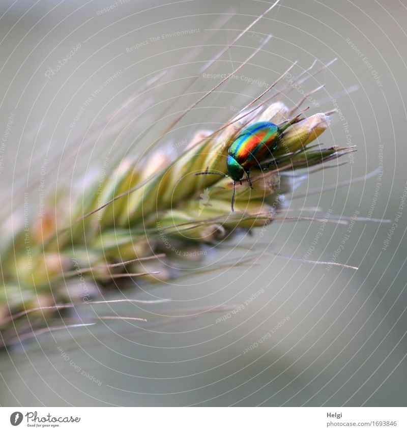 bunt schillernd... Umwelt Natur Pflanze Tier Sommer Nutzpflanze Ähren Roggen Feld Wildtier Käfer 1 krabbeln ästhetisch glänzend schön einzigartig klein