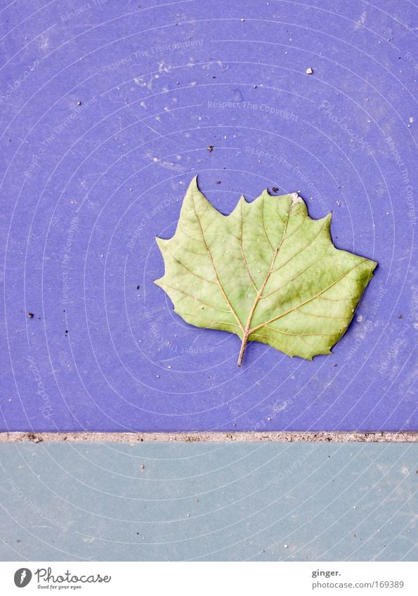 Ein Blatt ästhetisch natürlich violett Fuge Asymmetrie grün Vergänglichkeit Bodenplatten Fliesen u. Kacheln Blattadern vertrocknet Zacken blau Textfreiraum oben