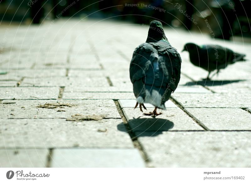 Gemütlicher Spaziergang Horizont Stadt Tier Haustier Wildtier Vogel Taube 2 Stein Backstein Bewegung entdecken laufen Neugier braun grau grün Fröhlichkeit