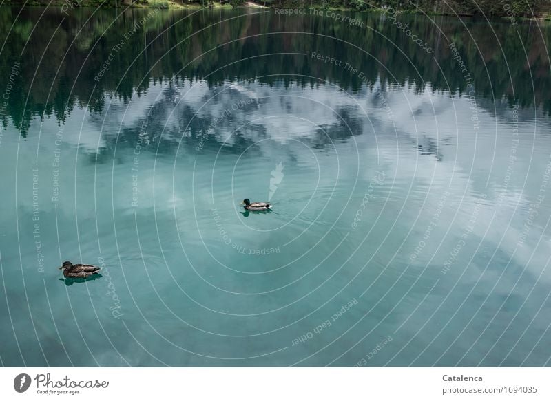 Enten schwimmen im Himmel, Schwimmen & Baden Umwelt Landschaft Pflanze Tier Wolken Tanne Wald Berge u. Gebirge See Wildtier Vogel 2 tauchen Zusammensein blau