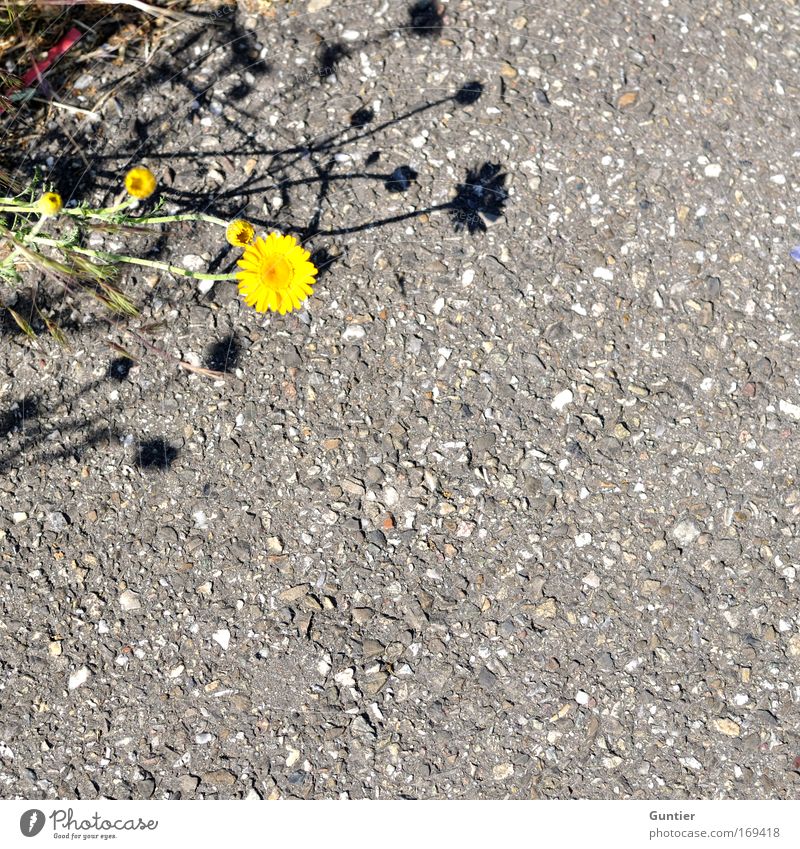 ich bremse auch für Blumen... Farbfoto mehrfarbig Außenaufnahme Nahaufnahme Detailaufnahme Experiment Textfreiraum rechts Textfreiraum unten Textfreiraum Mitte