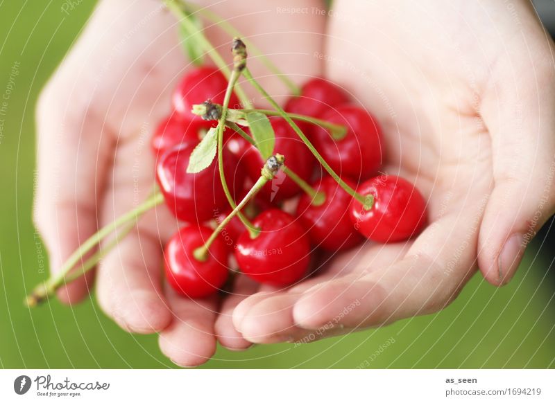 Kirschernte Lebensmittel Frucht Marmelade Ernährung Picknick Bioprodukte Vegetarische Ernährung Gesundheit Wellness Garten Erntedankfest Kindheit Hand Umwelt