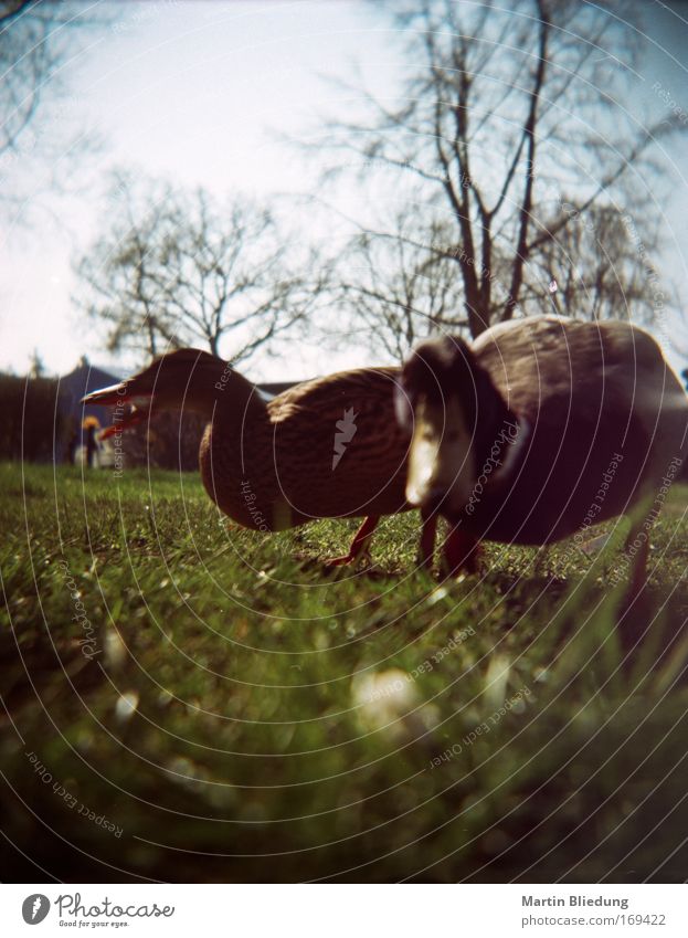 brotkrumenperspektive Tier Wildtier Ente Entenvögel 2 füttern Neugier unten blau grün Zusammenhalt Rasen Farbfoto Nahaufnahme Lomografie Tag Sonnenlicht