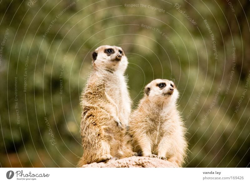 Ist das Steffi Graf da drüben? Farbfoto Außenaufnahme Menschenleer Tag Schwache Tiefenschärfe Tierporträt Blick nach vorn Wildtier 2 Tierpaar Tierfamilie