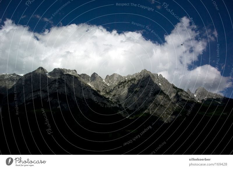 weather to fly Natur Landschaft Himmel Wolken Schönes Wetter Alpen Berge u. Gebirge Vogel Falken fliegen Kraft ruhig Freiheit Österreich Bundesland Salzburg