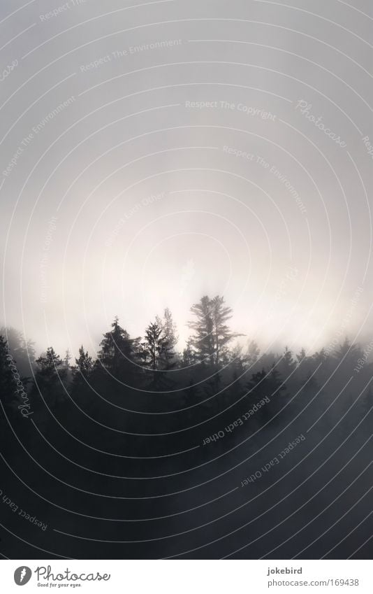 Seltsam, im Nebel zu wandern Natur Luft Himmel Sonnenlicht Baum Nadelbaum Nadelwald Fichte Wald Hügel Berghang Spitze bedrohlich dunkel hell oben stachelig grau