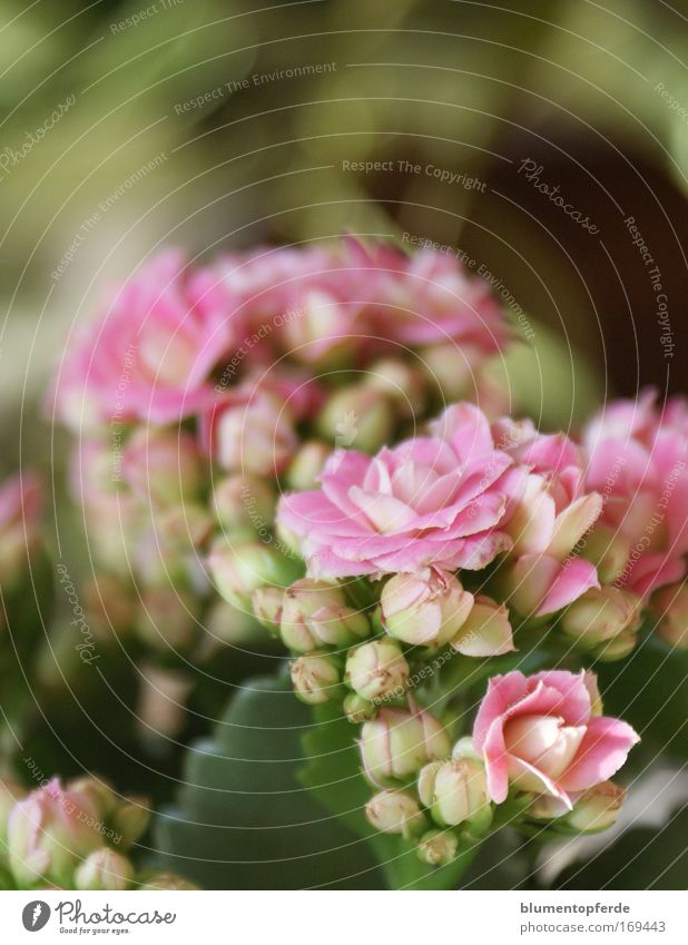 Rosa's rosa Zimmerpflänzchen Farbfoto Innenaufnahme Nahaufnahme Morgen Unschärfe Zentralperspektive Pflanze Blume Topfpflanze Blüte Zimmerpflanze Duft