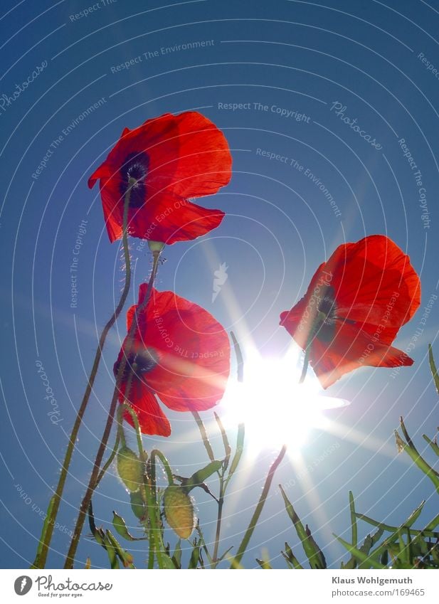 3 Klatschmohnblüten Papaver wiegen sich im Sommerwind vor sonnigem himmel Farbfoto mehrfarbig Außenaufnahme Morgen Blitzlichtaufnahme Licht Sonnenlicht