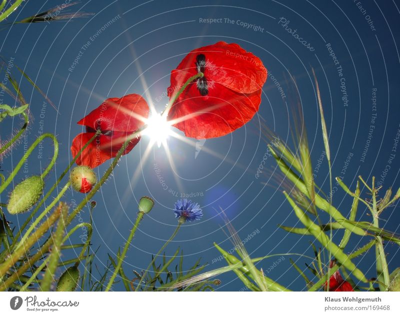 Klatschmohnblüten vor sonnigem Himmel im Gegenlicht Farbfoto mehrfarbig Außenaufnahme Nahaufnahme Morgen Blitzlichtaufnahme Licht Sonnenlicht Sonnenstrahlen