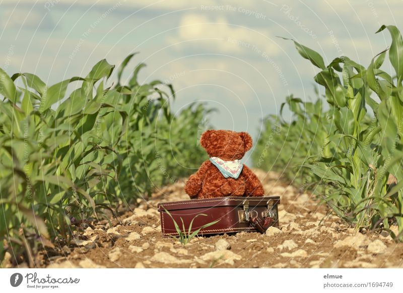 Teddy Per macht Pause Ferien & Urlaub & Reisen Abenteuer Natur Landschaft Schönes Wetter Maisfeld steinig Feld Teddybär Koffer Horizont Wege & Pfade festhalten