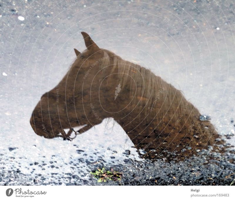 Fata Morgana... Farbfoto Gedeckte Farben Außenaufnahme Detailaufnahme Menschenleer Textfreiraum oben Tag Silhouette Reflexion & Spiegelung Reiten Umwelt Natur