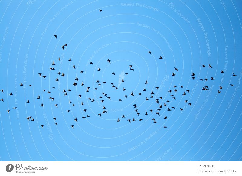 Wirbeltier du hast mich angeschissen! Ferien & Urlaub & Reisen Freiheit Sommerurlaub Natur Himmel Tier Wildtier Vogel Flügel Schwarm elegant frei blau