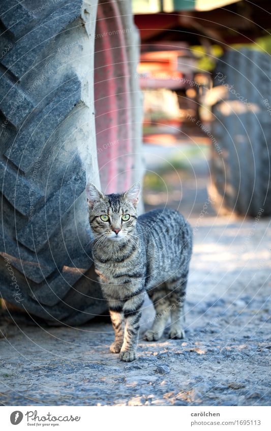 Toni der Wachkater Tier Haustier Katze 1 schön Landwirtschaftliche Geräte Hauskatze Stolz Sonnenlicht grau Tigerfellmuster Wachsamkeit Farbfoto Außenaufnahme