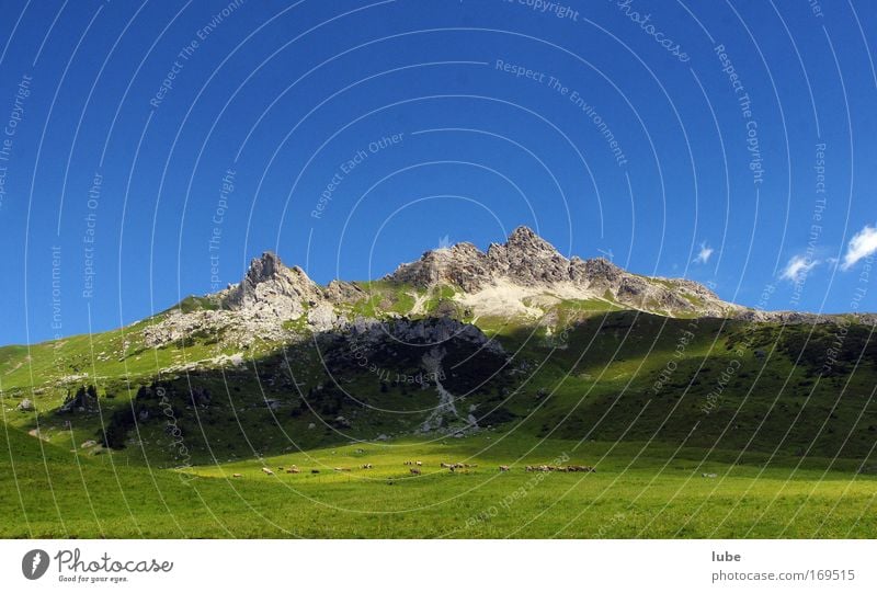 Viehherde im Grünen Tag Weitwinkel Ferien & Urlaub & Reisen Tourismus Ausflug Sommer Berge u. Gebirge Natur Landschaft Wolkenloser Himmel Horizont