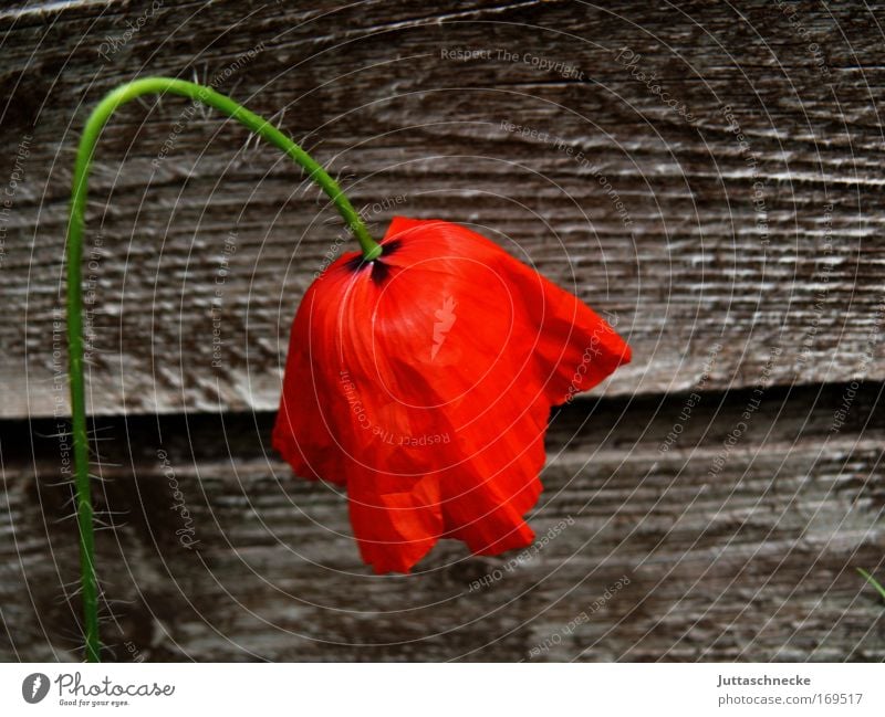 Bügelfrei Mohn Mohnblume Blume Natur Flora Umwelt rot Blüte blühen Holz verblühen Sommer Klatschmohn Blütenblätter Juttaschnecke