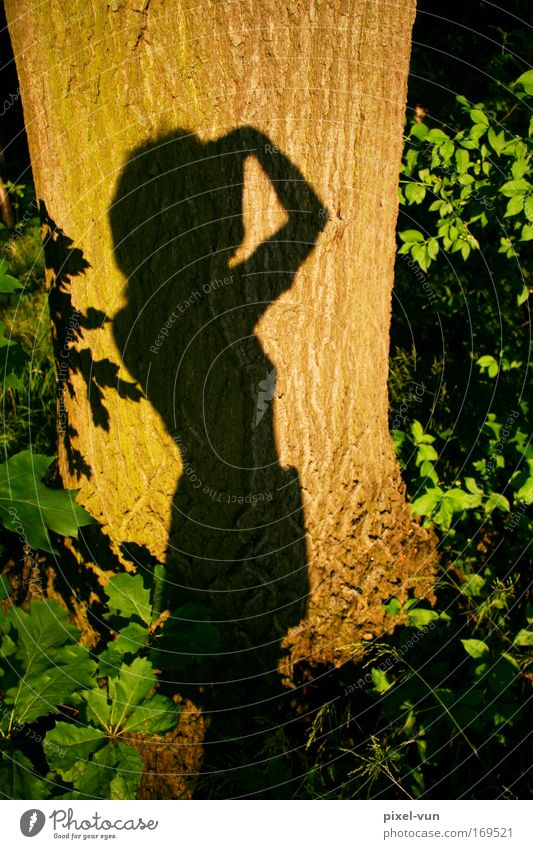 Lichtspiele Farbfoto mehrfarbig Außenaufnahme Textfreiraum oben Abend Dämmerung Schatten Kontrast Silhouette Lichterscheinung Sonnenlicht Sonnenaufgang