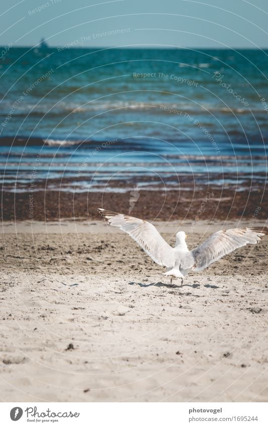 Abflug Erholung Freiheit Sommer Sommerurlaub Strand Meer Wellen Natur Landschaft Sand Wasser Himmel Wolkenloser Himmel Küste Ostsee Tier Möwe 1 fliegen frei