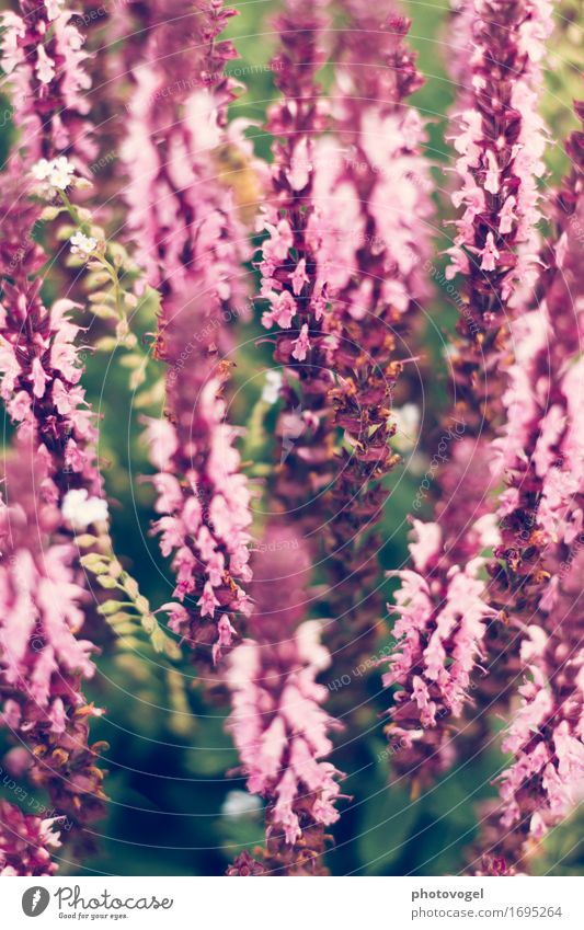 HeideKraut Natur Pflanze Sträucher Heidekrautgewächse Garten frisch schön grün rosa Freude Glück Fröhlichkeit Zufriedenheit Lebensfreude Frühlingsgefühle