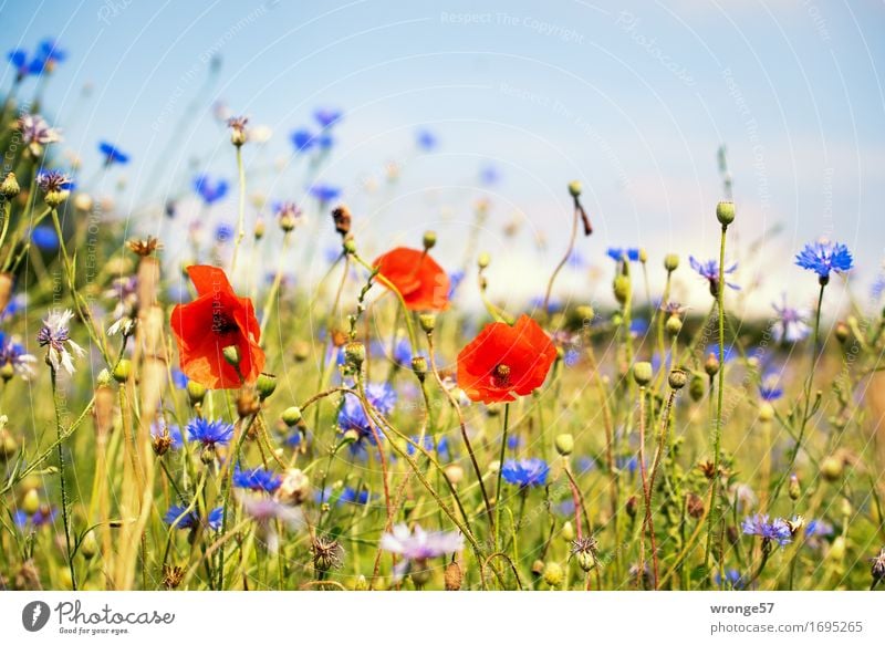 Sommerwiese Natur Pflanze Blume Mohn Kornblume Wiese Feld blau braun mehrfarbig grün rot Blumenwiese Feldrand Mohnblüte sommerlich Farbfoto Außenaufnahme