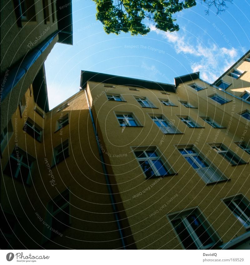 backyard tale Farbfoto Außenaufnahme Menschenleer Textfreiraum links Textfreiraum unten Tag Licht Schatten Kontrast Pflanze Himmel Wolkenloser Himmel Baum Haus