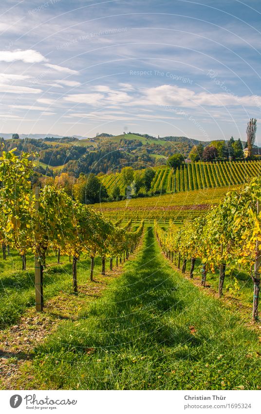 Weingärten harmonisch Wohlgefühl Zufriedenheit Erholung ruhig Ausflug Abenteuer Ferne Freiheit Sightseeing Sommer Sommerurlaub Berge u. Gebirge wandern Umwelt