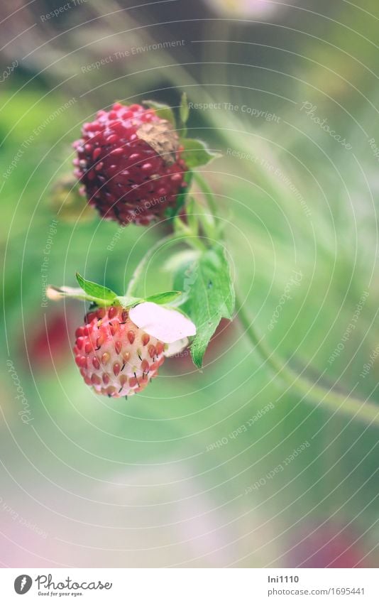 Walderdbeeren Natur Pflanze Sommer Schönes Wetter Wärme Blatt Wildpflanze Wald-Erdbeere Samen Nüßchen Garten Park Feld Duft klein saftig gelb grau grün violett