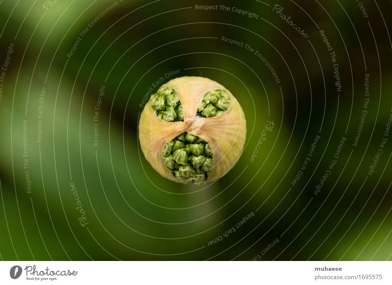 Allium Pflanze Porree Blütenknospen Garten Deutschland beobachten Blühend Wachstum Duft natürlich grün schön einzigartig Fortschritt Zufriedenheit komplex