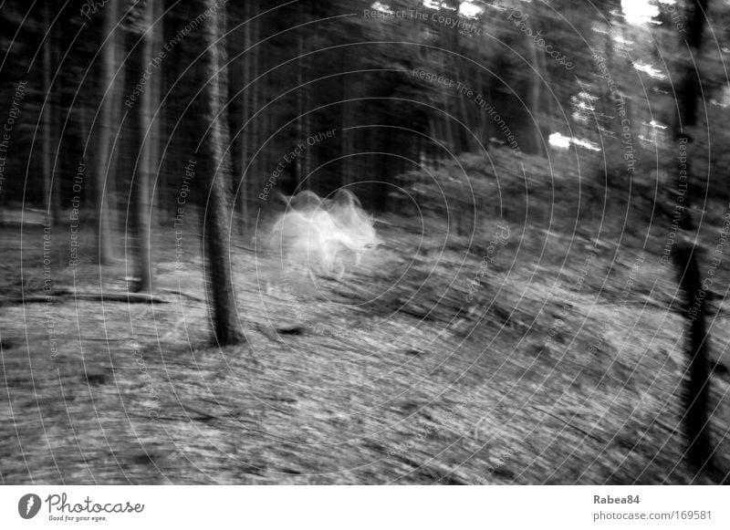 Holla die Waldfee tanzt Schwarzweißfoto Außenaufnahme Dämmerung Langzeitbelichtung Bewegungsunschärfe Natur Baum beobachten entdecken Tanzen toben gruselig grau