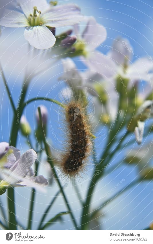 Schmetterlingsraupe Farbfoto Nahaufnahme Makroaufnahme Strukturen & Formen Tag Kontrast Tierporträt Natur Landschaft Pflanze Himmel Frühling Sommer Blume Blüte