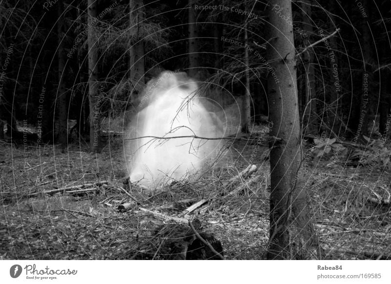 unheimliche Waldbewohner Dämmerung Langzeitbelichtung Bewegungsunschärfe 1 Mensch Natur Baum außergewöhnlich dunkel gruselig grau schwarz weiß Stimmung spukhaft