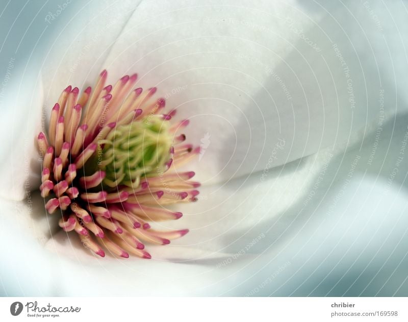 Wo sind die Bienchen? Nahaufnahme Makroaufnahme Textfreiraum rechts Schwache Tiefenschärfe Pflanze Frühling Baum Blume Blüte Magnolienblüte Magnoliengewächse