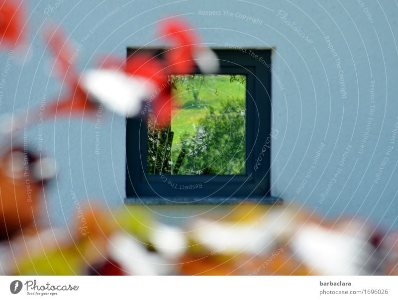 Tlön | Parallelwelt Pflanze Sträucher Blatt Garten Wiese Gebäude Mauer Wand Fassade Fenster leuchten außergewöhnlich mehrfarbig grün bizarr Natur Surrealismus