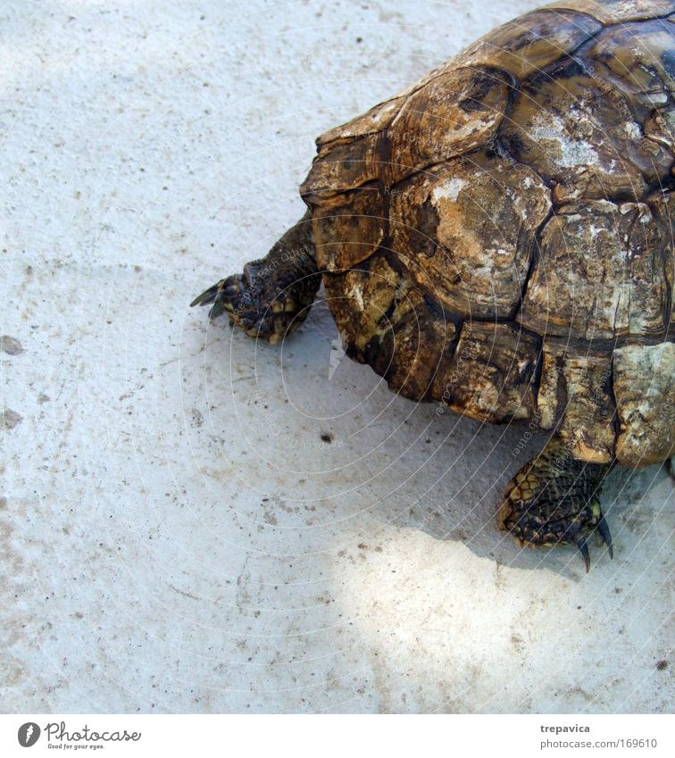 schildkroete Farbfoto Außenaufnahme Menschenleer Tag Tierporträt Umwelt Natur Garten Nutztier 1 Zeichen Schutzschild gehen laufen alt braun grau Gefühle