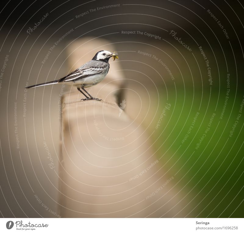 Bachstelze mit Futter für die Jungen im Schnabel Tier Wildtier Vogel Tiergesicht Flügel Krallen 1 fliegen füttern Farbfoto mehrfarbig Außenaufnahme