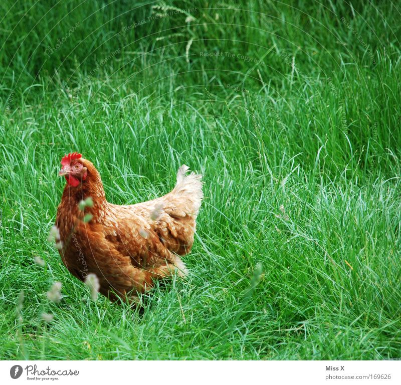 Goldbroiler Farbfoto Außenaufnahme Tag Tierporträt Gras Nutztier Vogel Flügel 1 Natur Hahn Haushuhn Gackern Bauernhof Bioprodukte freilaufend Feder Tierzucht