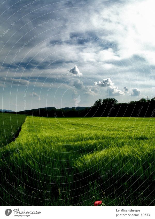 'Velvet Green' Farbfoto Außenaufnahme Tag Umwelt Landschaft Wolken Sommer Gras Mohn Feld Wengerohr Deutschland Blühend Denken gehen träumen ästhetisch glänzend