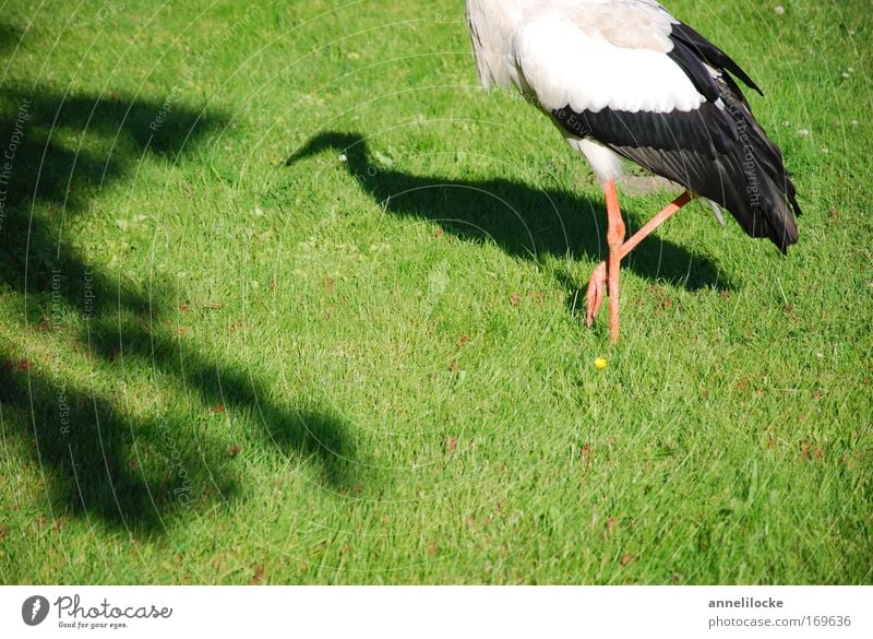 1 1/2 Storch Farbfoto Außenaufnahme Tag Schatten Sonnenlicht Natur Tier Frühling Sommer Schönes Wetter Gras Grünpflanze Park Wiese Feld Wildtier Vogel Flügel