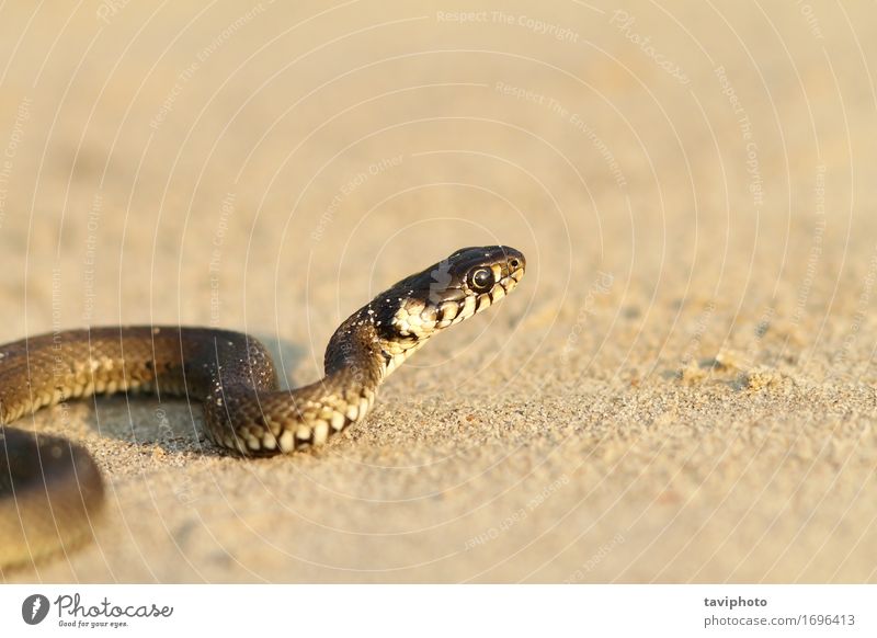 Gras Schlange am Sandstrand schön Leben Sommer Strand Jugendliche Natur Tier krabbeln klein wild Angst Reptil Tierwelt schlittern Herpetologie Kopf natrix