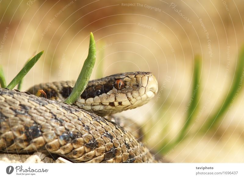 die Wiesenviper schön Natur Tier Schlange wild braun Angst gefährlich Ottern Herpetologie Reptil ursinii Vipera Natter Tierwelt geschützt giftig Rakkosiensis