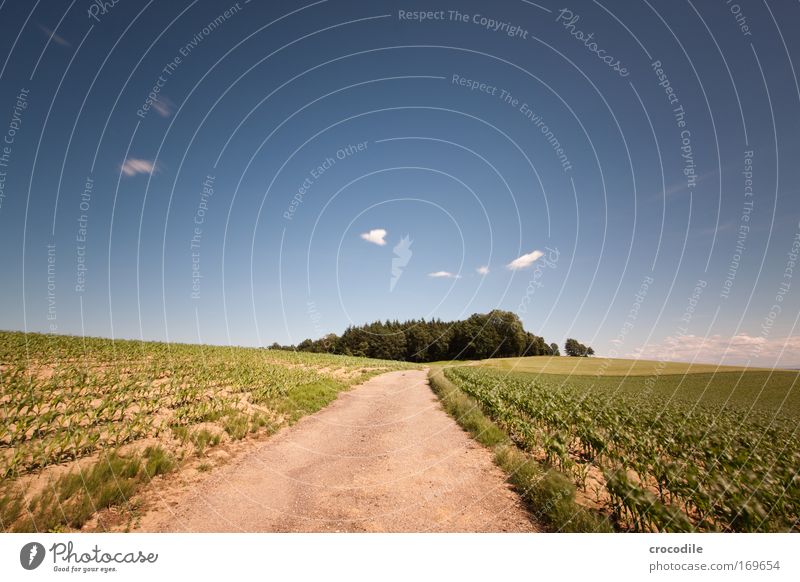 Maisfeld XII Farbfoto Außenaufnahme Menschenleer Textfreiraum oben Textfreiraum Mitte Tag Schatten Kontrast Sonnenlicht Bewegungsunschärfe Starke Tiefenschärfe