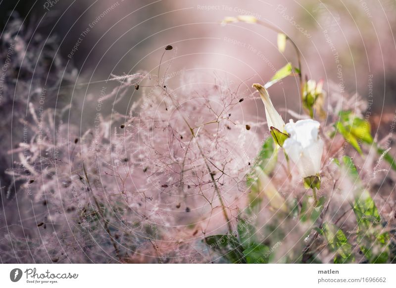 Okkupation Pflanze Sommer Schönes Wetter Blatt Blüte grün rosa weiß Ranke Trichterwinde Farbfoto Außenaufnahme Nahaufnahme Menschenleer Textfreiraum links