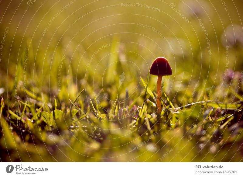 pilzchen im Abendlicht Umwelt Natur Sommer Schönes Wetter Gras Garten Wiese natürlich Pilz klein Abenddämmerung Farbfoto Außenaufnahme Nahaufnahme