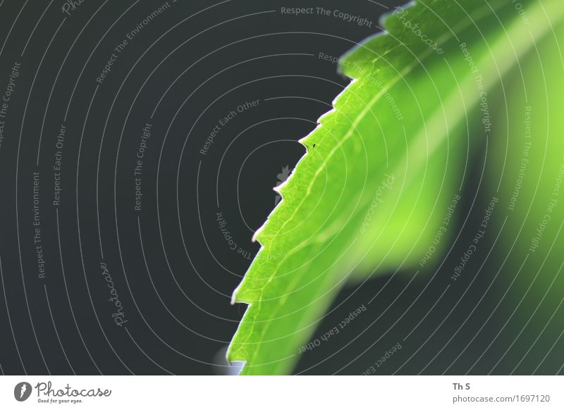 Blatt Natur Pflanze Frühling Sommer leuchten ästhetisch authentisch einfach elegant frisch natürlich grün schwarz Gelassenheit geduldig ruhig harmonisch
