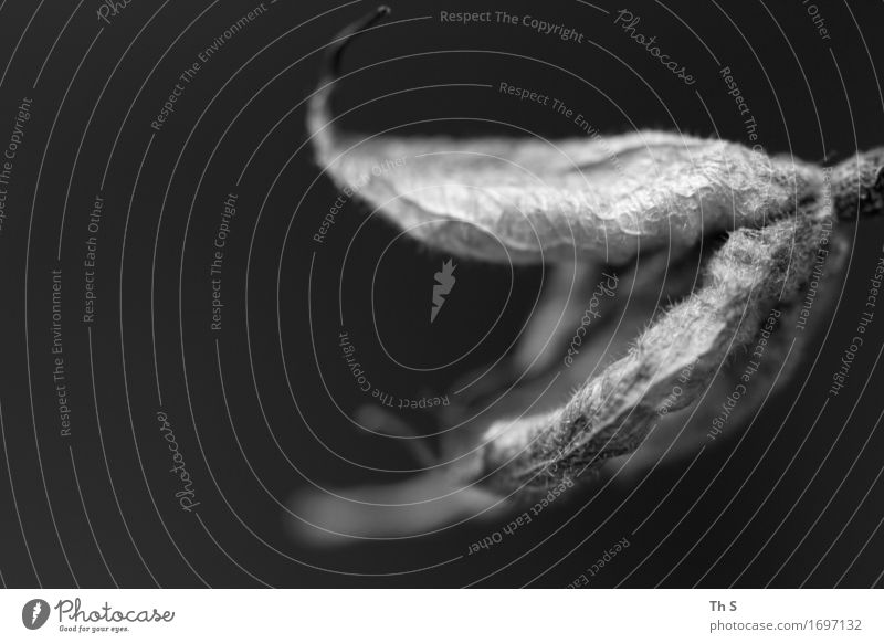 Pflanze Natur Frühling Sommer Blühend verblüht ästhetisch authentisch einfach elegant natürlich grau schwarz Gelassenheit geduldig ruhig einzigartig abstrakt