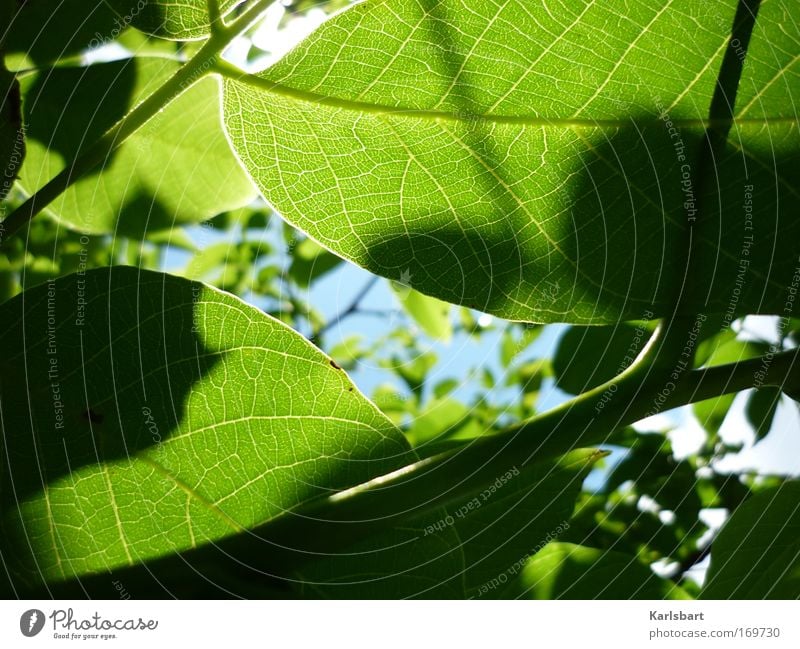 zwischen. den zweigen. zwei schatten. Design Leben harmonisch Erholung Gartenarbeit Umwelt Natur Pflanze Himmel Sonnenlicht Frühling Sommer Schönes Wetter Blatt