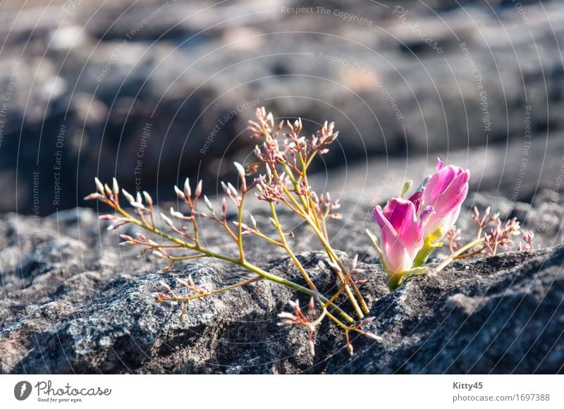 Rosafarbene Blumen auf Felsen bei Lan Hin Tak Natürliche Spalte des Felsens schön Erholung Ferien & Urlaub & Reisen Tourismus Sommer Berge u. Gebirge Umwelt